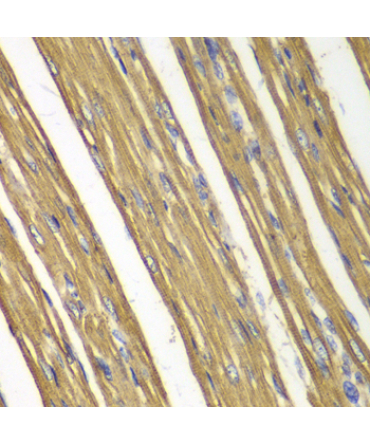 Caspase-7 Rabbit Polyclonal Antibody