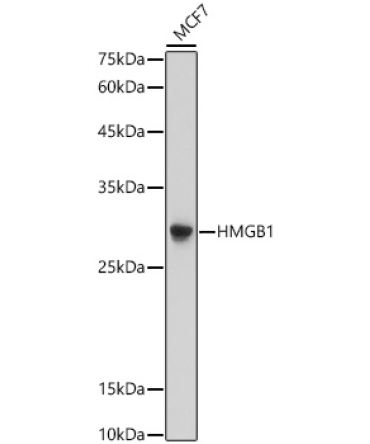 HMGB1 Rabbit Polyclonal Antibody