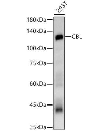 CBL Rabbit Polyclonal Antibody