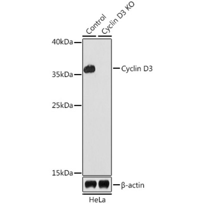 Cyclin D3 Rabbit Polyclonal Antibody [KO Validated]