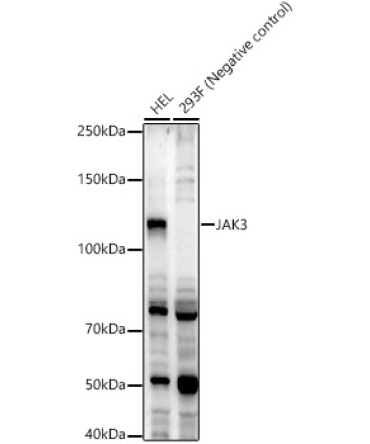 JAK3 Rabbit Polyclonal Antibody