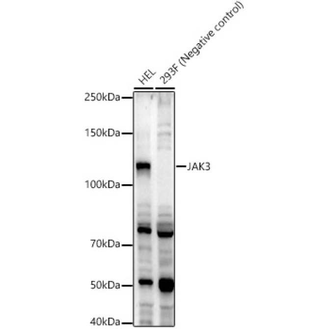 JAK3 Rabbit Polyclonal Antibody