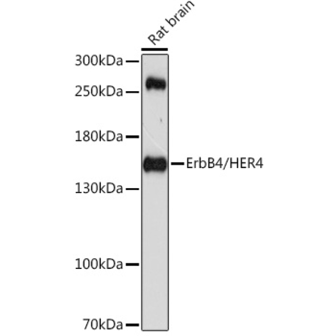 ErbB4/HER4 Rabbit Polyclonal Antibody