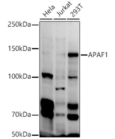 APAF1 Rabbit Polyclonal Antibody
