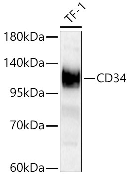 CD34 Rabbit Polyclonal Antibody