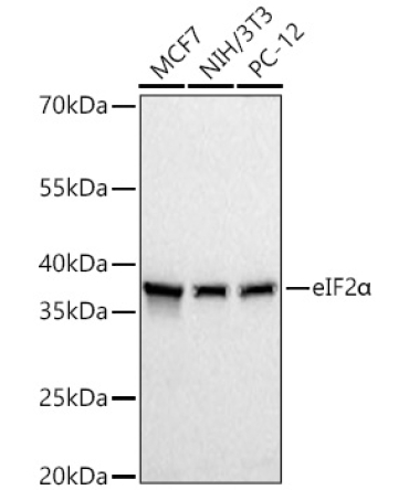 eIF2Alpha Rabbit Polyclonal Antibody