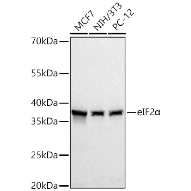 eIF2Alpha Rabbit Polyclonal Antibody