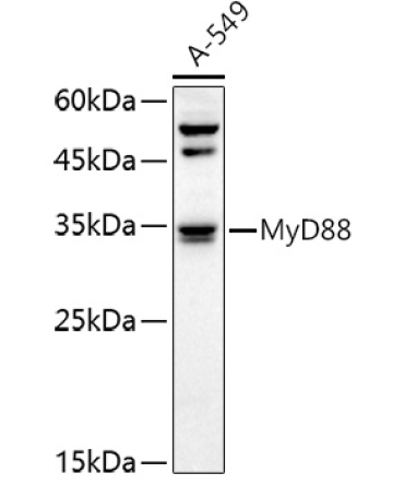 MyD88 Rabbit Polyclonal Antibody