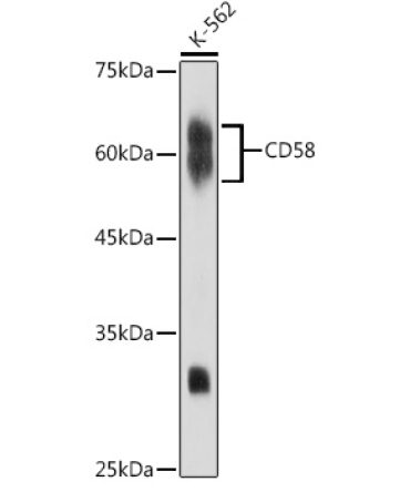 CD58 Rabbit Monoclonal Antibody