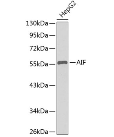 AIF Rabbit Polyclonal Antibody