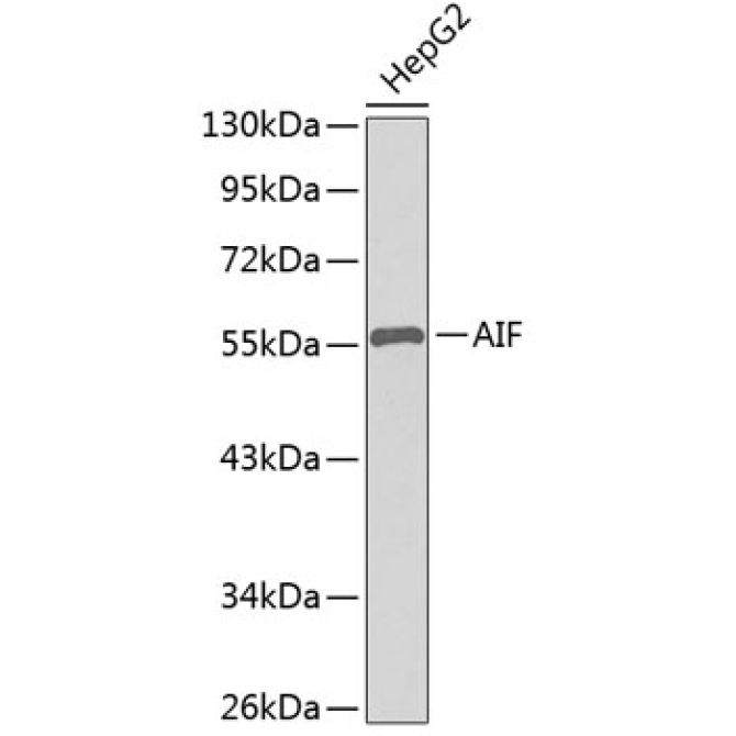 AIF Rabbit Polyclonal Antibody