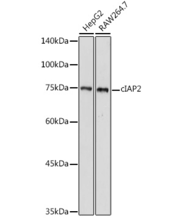 cIAP2 Rabbit Polyclonal Antibody