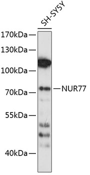 NUR77 Rabbit Polyclonal Antibody