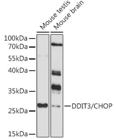 DDIT3/CHOP Rabbit Polyclonal Antibody