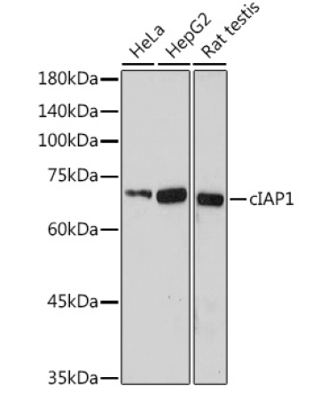 cIAP1 Rabbit Polyclonal Antibody