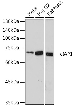 cIAP1 Rabbit Polyclonal Antibody