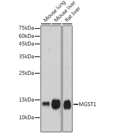 MGST1 Rabbit Monoclonal Antibody