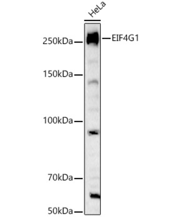 EIF4G1 Rabbit Polyclonal Antibody