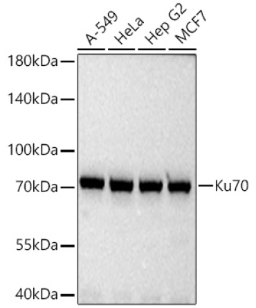 Ku70 Rabbit Polyclonal Antibody