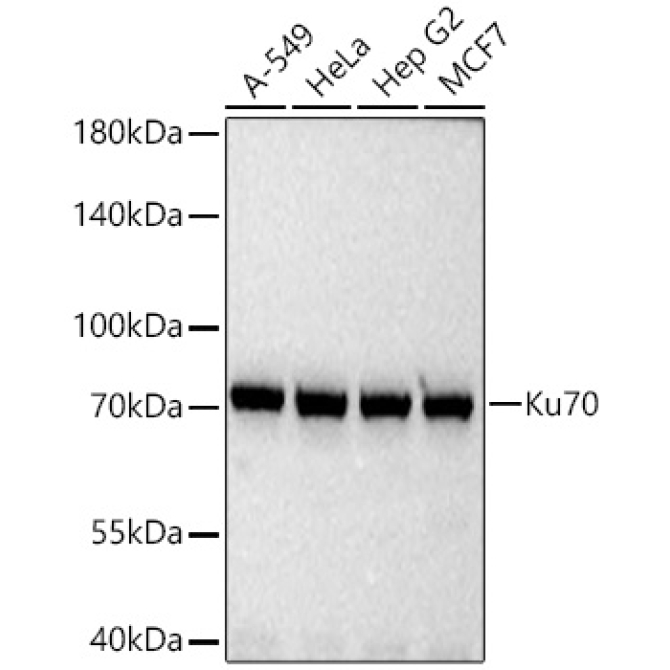 Ku70 Rabbit Polyclonal Antibody