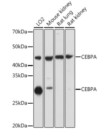 CEBPA Rabbit Polyclonal Antibody