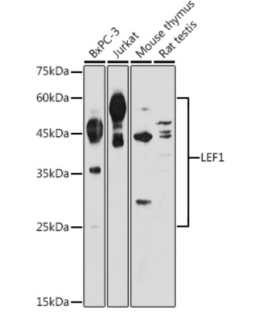 LEF1 Rabbit Polyclonal Antibody