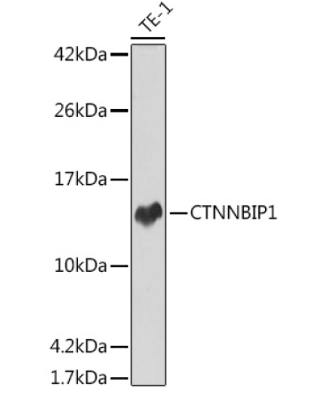 CTNNBIP1 Rabbit Monoclonal Antibody
