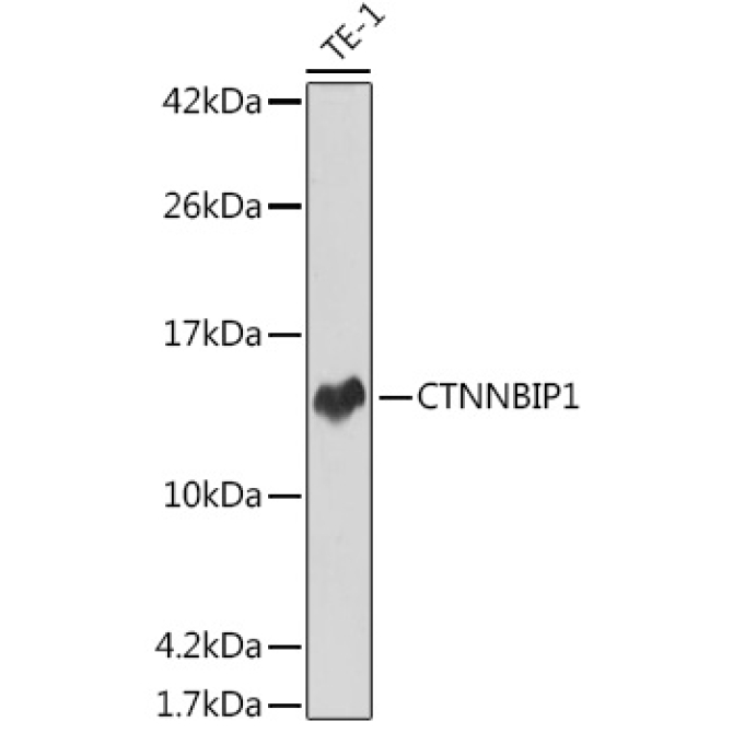 CTNNBIP1 Rabbit Monoclonal Antibody