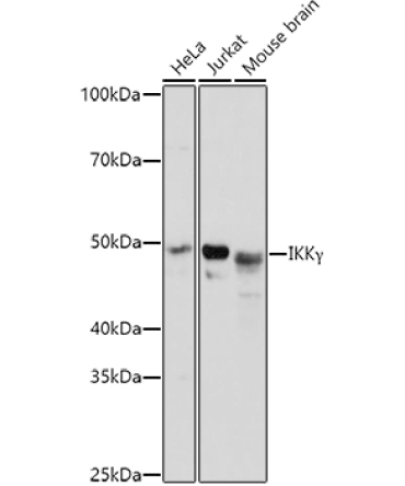 IKKGamma Rabbit Polyclonal Antibody