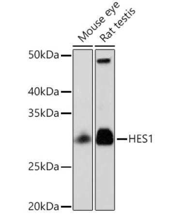 HES1 Rabbit Monoclonal Antibody