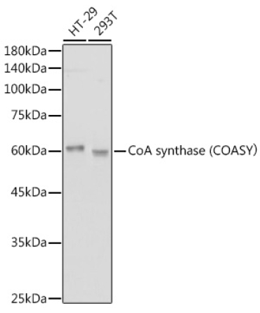 CoA synthase (COASY? Rabbit Monoclonal Antibody