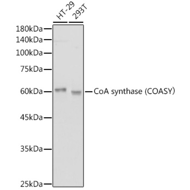 CoA synthase (COASY? Rabbit Monoclonal Antibody