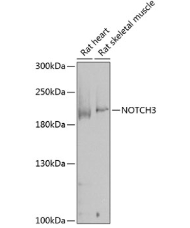 NOTCH3 Rabbit Polyclonal Antibody