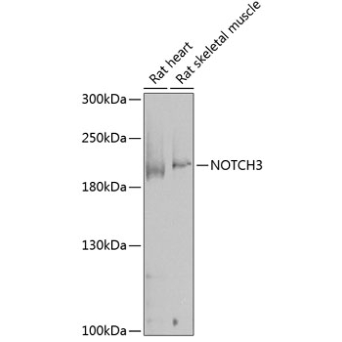 NOTCH3 Rabbit Polyclonal Antibody
