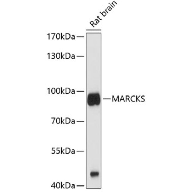 MARCKS Rabbit Polyclonal Antibody