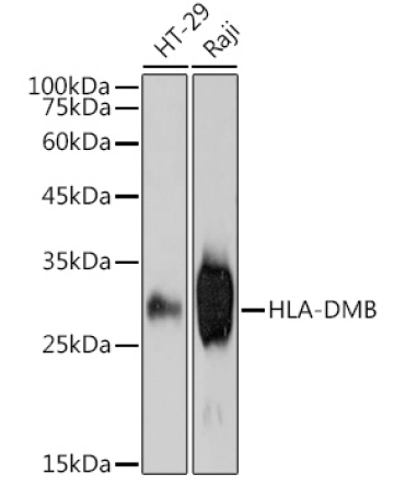 HLA-DMB Rabbit Monoclonal Antibody