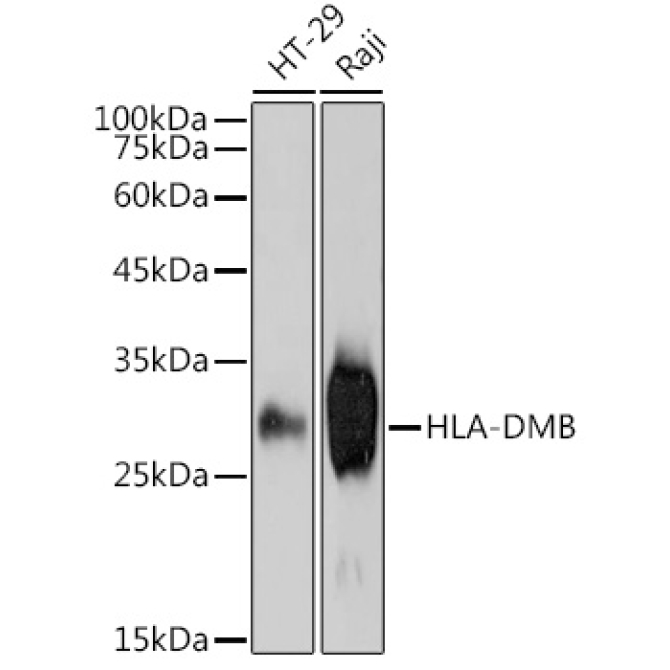 HLA-DMB Rabbit Monoclonal Antibody