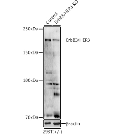 ErbB3/HER3 Rabbit Polyclonal Antibody [KO Validated]