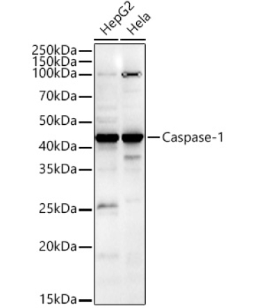Caspase-1 Rabbit Polyclonal Antibody