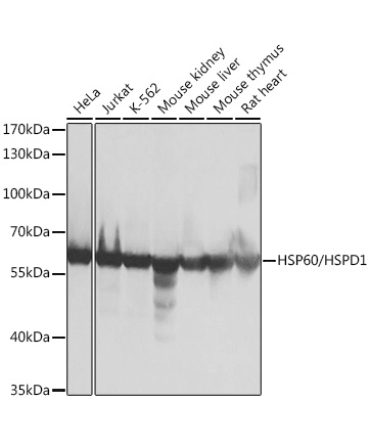 HSP60/HSPD1 Rabbit Polyclonal Antibody