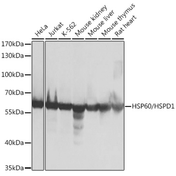 HSP60/HSPD1 Rabbit Polyclonal Antibody