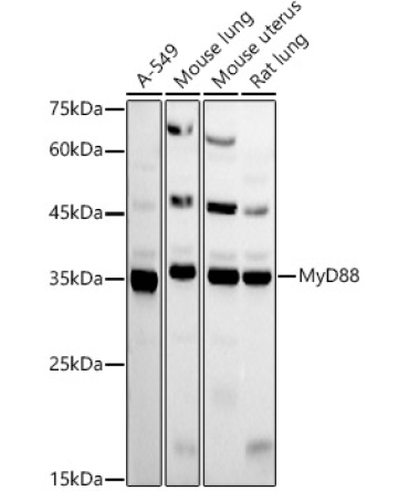 MyD88 Rabbit Polyclonal Antibody