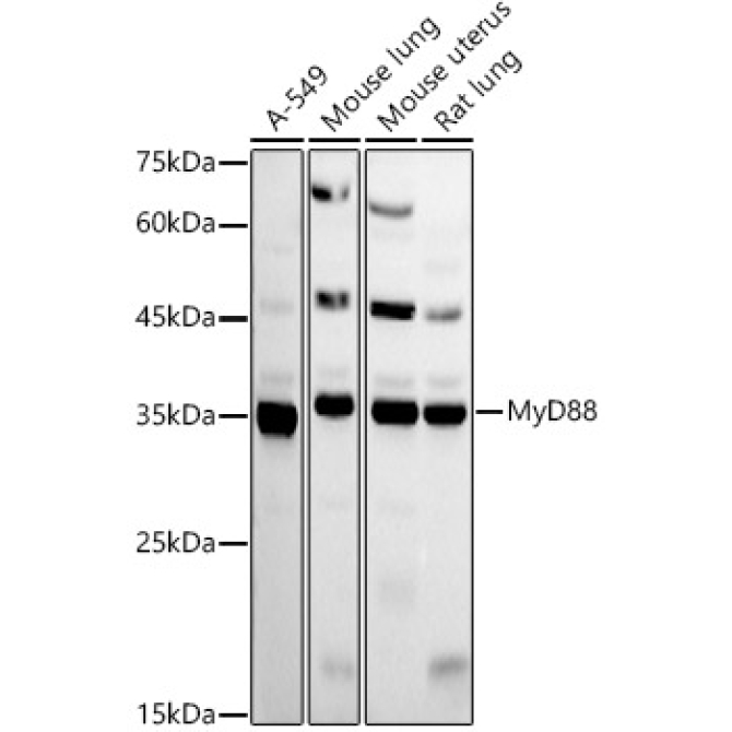 MyD88 Rabbit Polyclonal Antibody