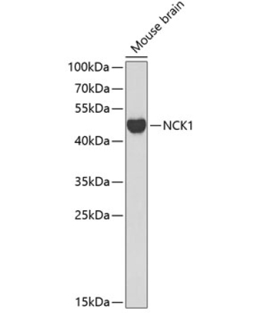 NCK1 Rabbit Polyclonal Antibody