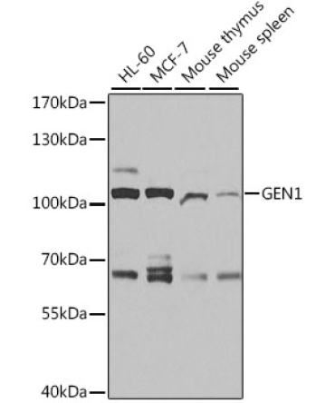 GEN1 Rabbit Polyclonal Antibody