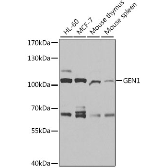 GEN1 Rabbit Polyclonal Antibody