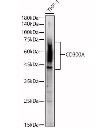 CD300A Rabbit Polyclonal Antibody