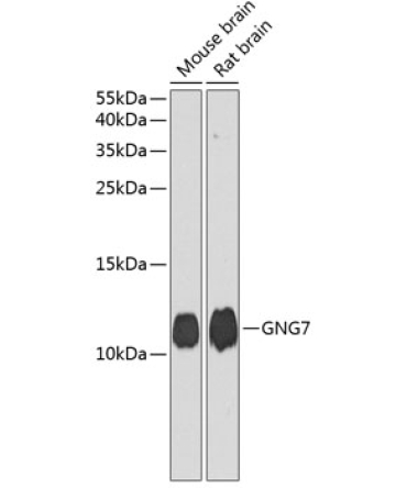 GNG7 Rabbit Polyclonal Antibody