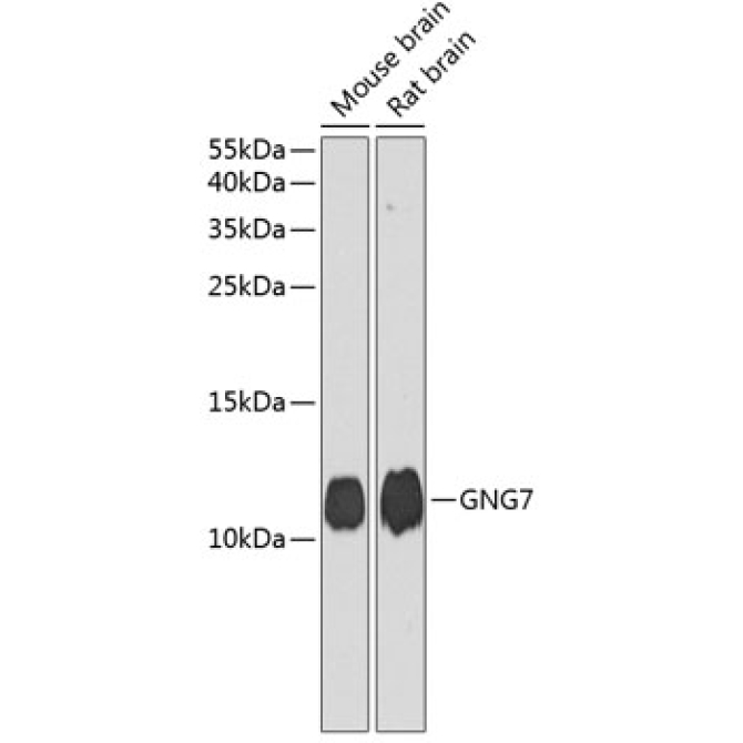 GNG7 Rabbit Polyclonal Antibody