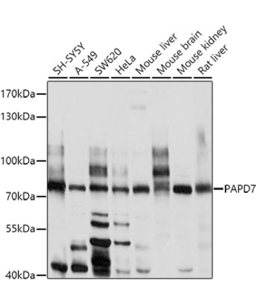 PAPD7 Rabbit Polyclonal Antibody